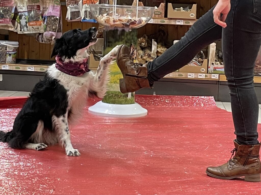 Ma chienne qui fait un chek avec mon pied lors d'une démonstration de dog dancing