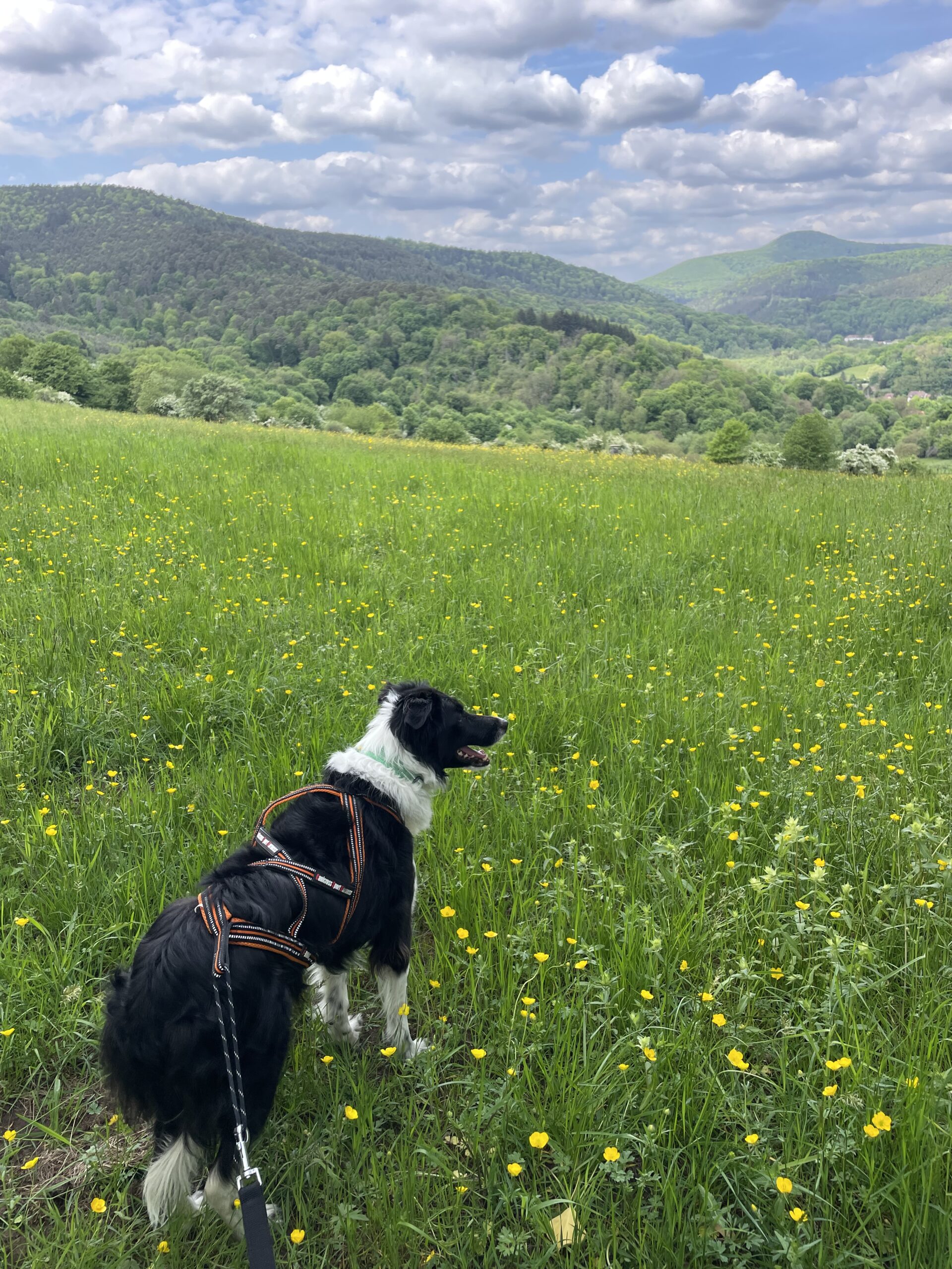 mon chien en randonnée