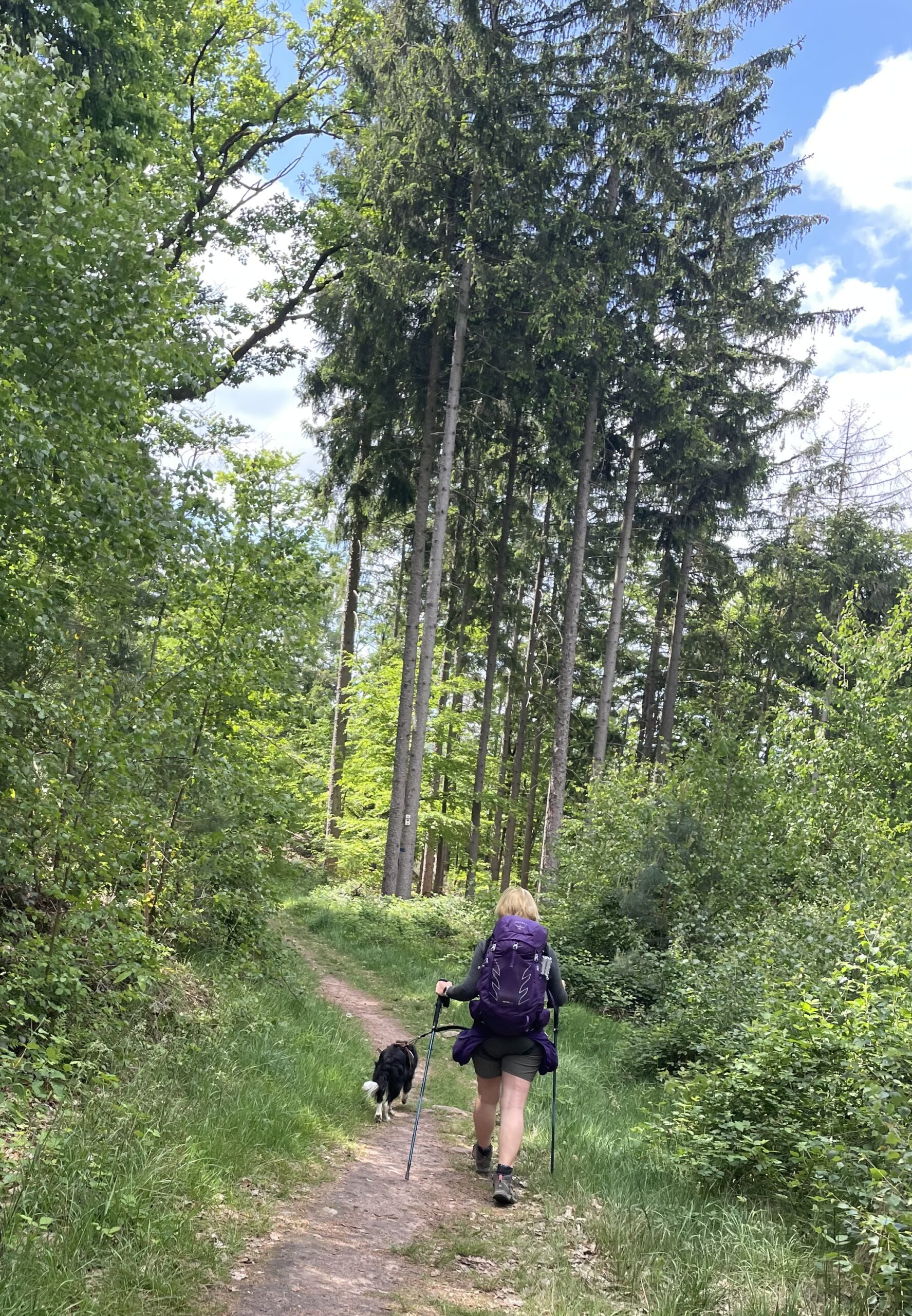 sur les sentiers de randonnées avec mon chien