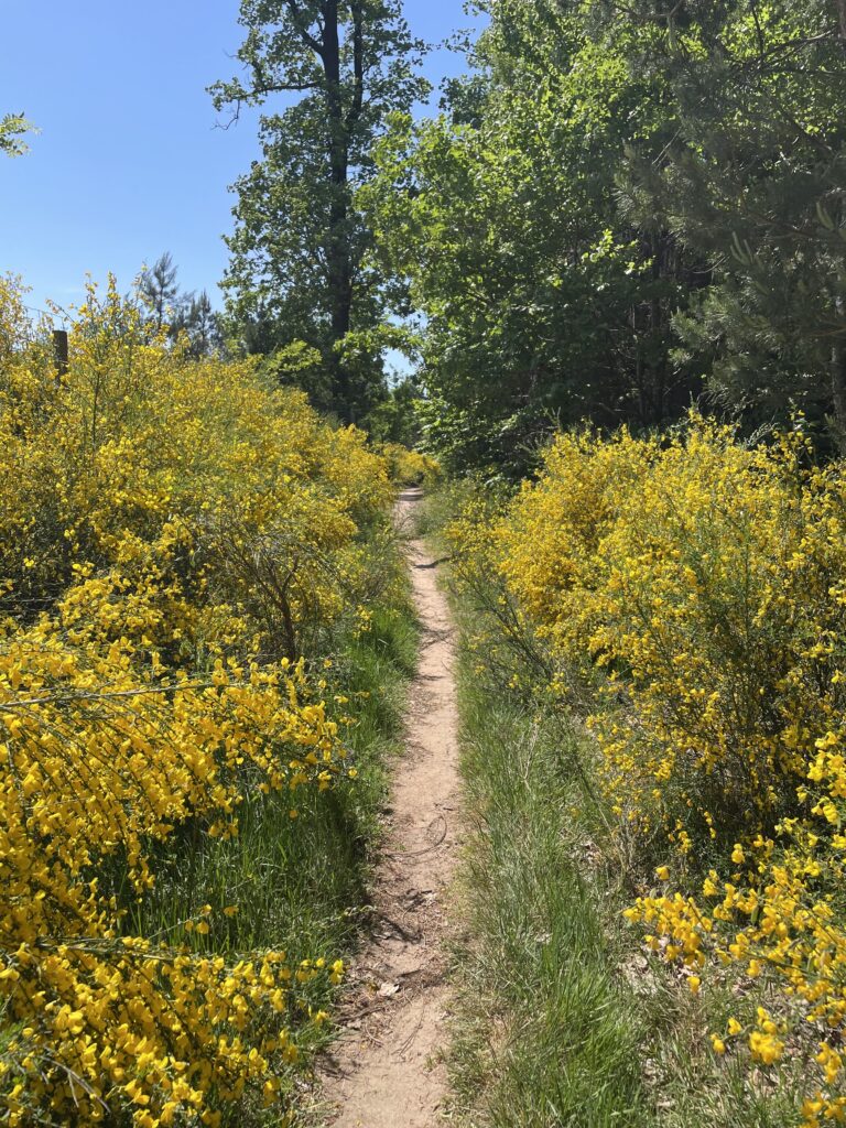 Chemin de randonnée ou trek