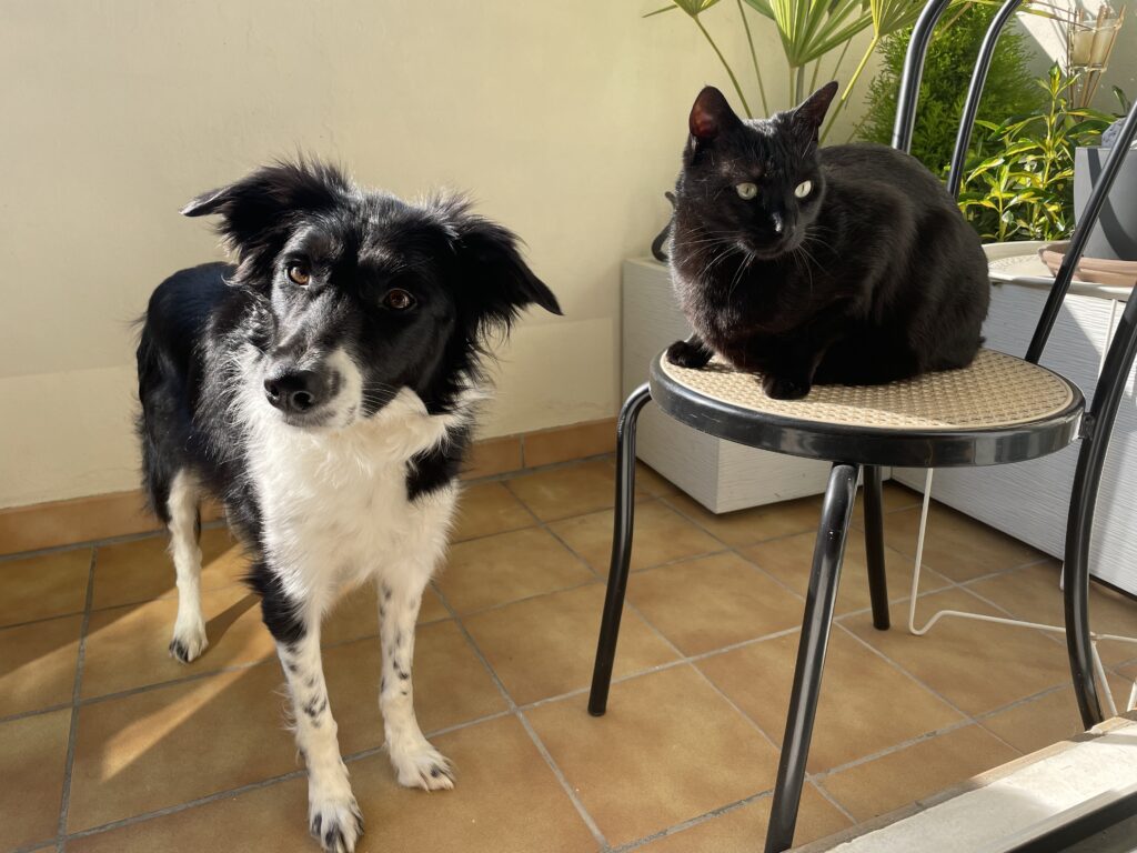chien et chat complices