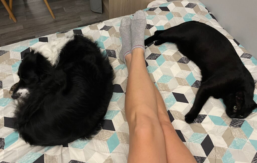 mon chien, mon chat et moi