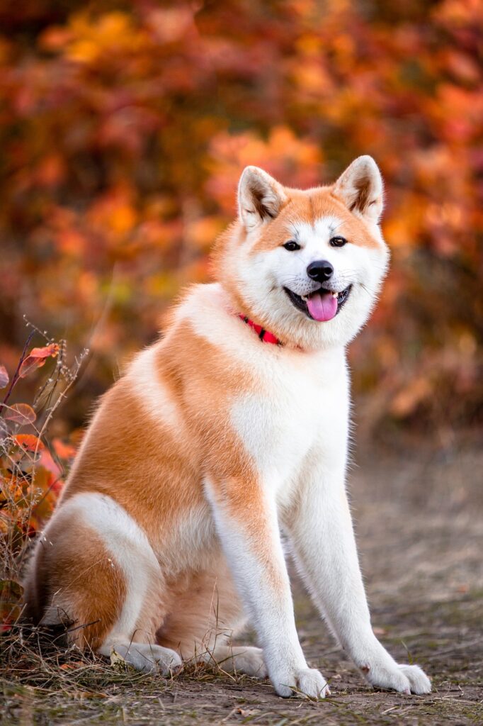 Akita Inu