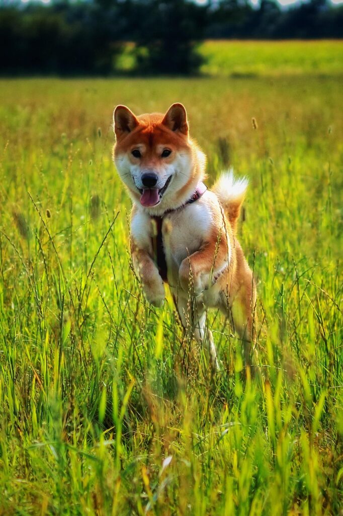 Shiba Inu