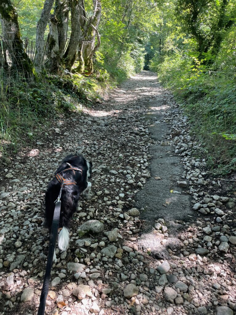 mon chien grimpant sur les sentiers de randonnée
