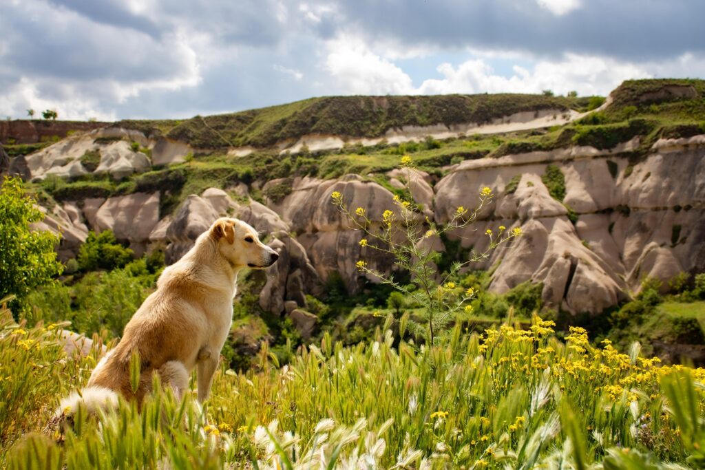 chien en montagne
chien et randonnée