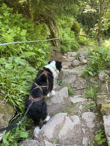 mon chien sur les sentiers de randonnée