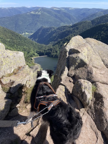 mon chien admirant la vue depuis le sommet