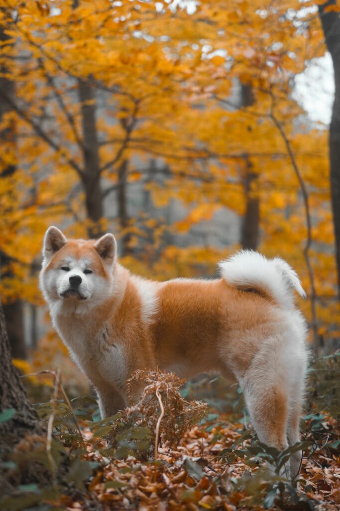 Akita inu roux dans la forêt