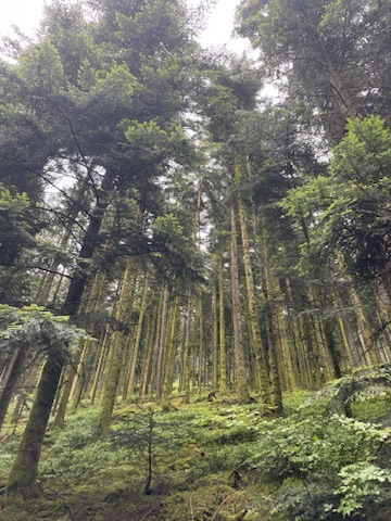 Sapins et fougères des Vosges