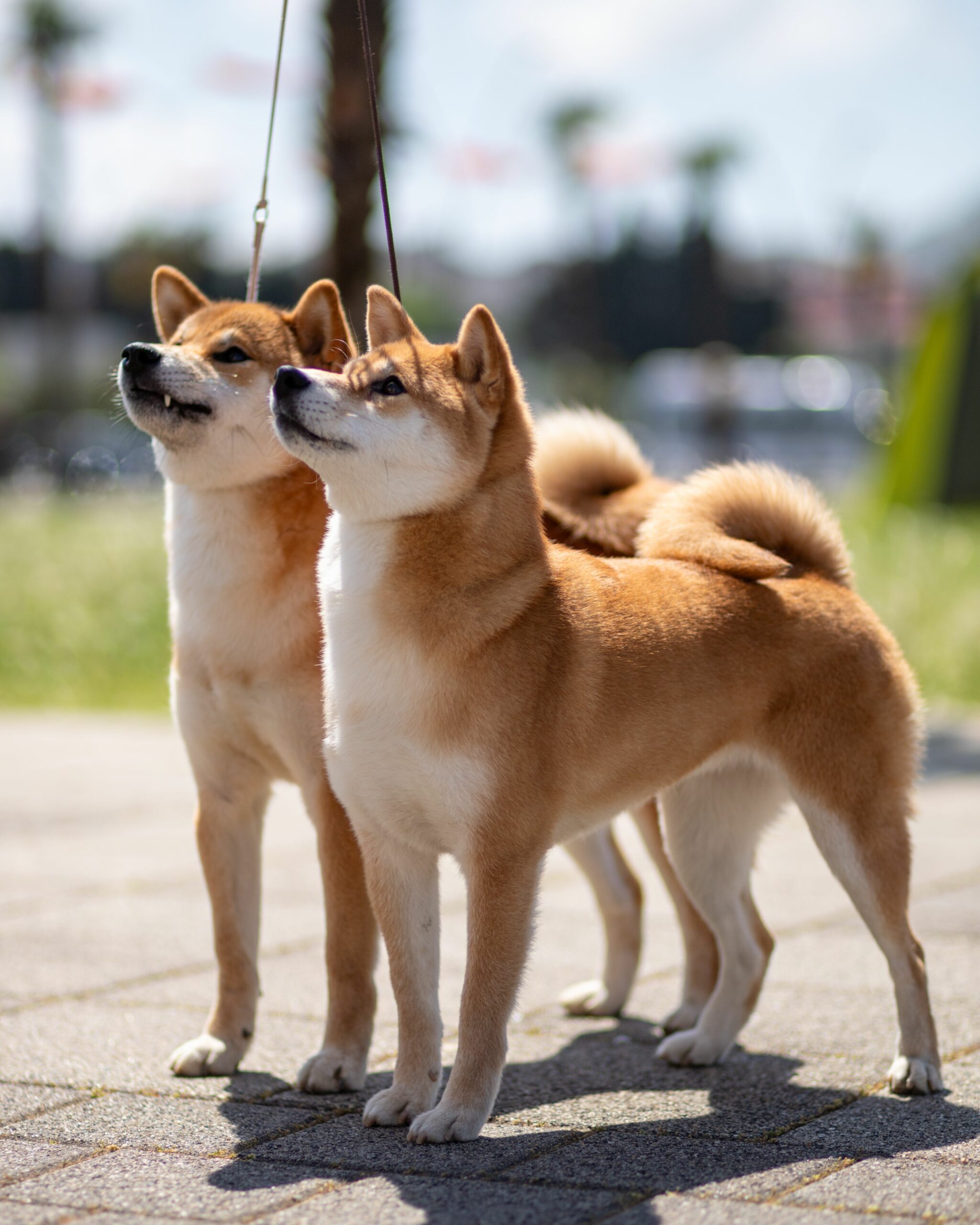 couple de Shiba roux